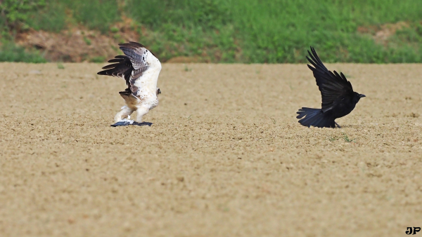 aigle botté disputant sa proie (pigeon) à une Corneille noire